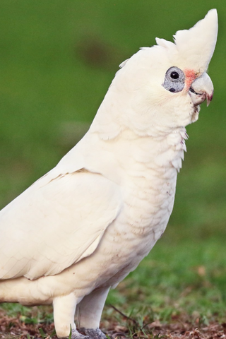 Bare-eyed Cockatoo