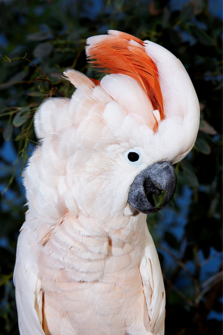 Cockatoo Parrot