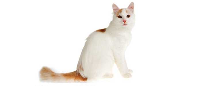 Turkish van cat for sale